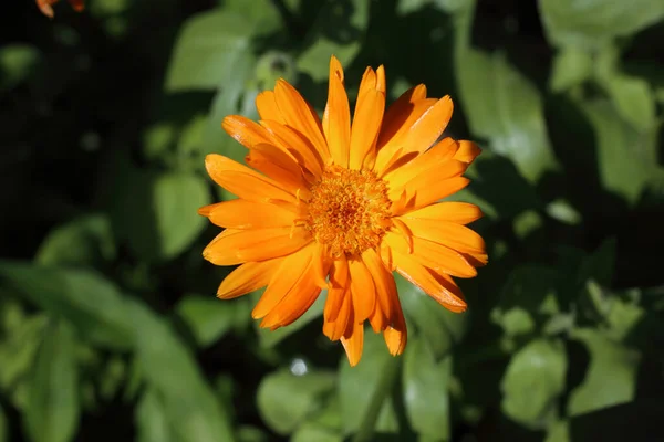 Close Amazing Blooming Flowers — Stock Photo, Image