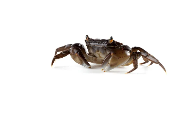 Caranguejo Pequeno Com Garras Grandes — Fotografia de Stock