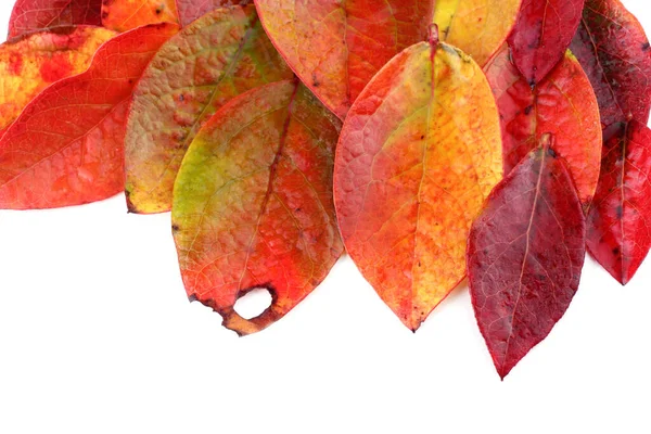 Осенние Листья Черники Белом Фоне — стоковое фото