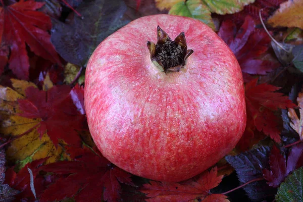 Granatapfel Auf Herbstblättern — Stockfoto