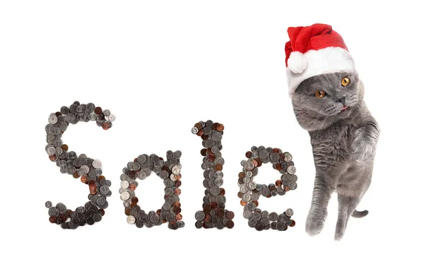 Grappige Santa Kat Woord Verkoop — Stockfoto