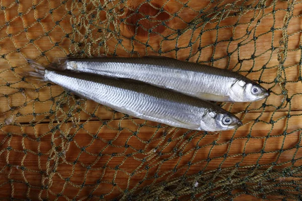 Nternette Eritilmiş Balıklar Pasifik Eritilmiş Balık Türü — Stok fotoğraf