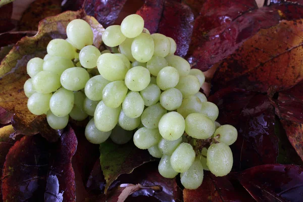 Winogrono Jesiennych Liściach — Zdjęcie stockowe