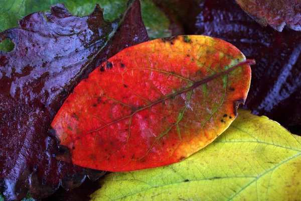 Zblízka Podzimních Listů Strukturované Pozadí — Stock fotografie