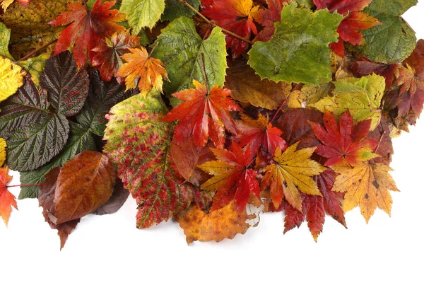 Gros Plan Des Feuilles Automne Tombées — Photo