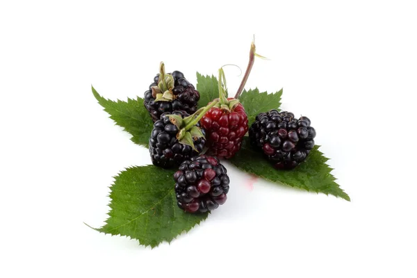 Blackberries White Background — Stock Photo, Image