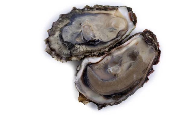 Oysters Isolated White — Stock Photo, Image