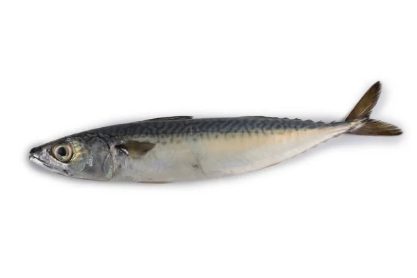 Chub Mackerel Тихоокеанський Mackerel Saba — стокове фото