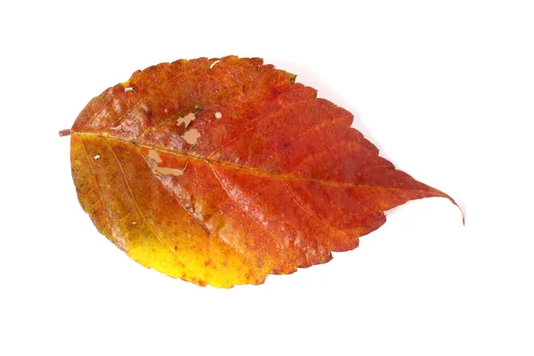 美丽的秋天树叶的密闭 — 图库照片