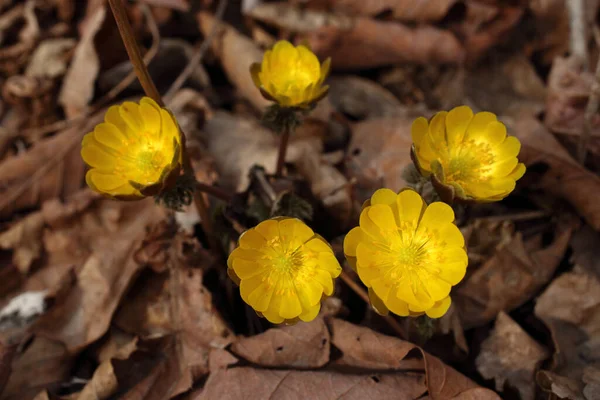 Adonis Amurensis Amur Adonis Olho Faisão Queda Neve Extremo Oriente — Fotografia de Stock