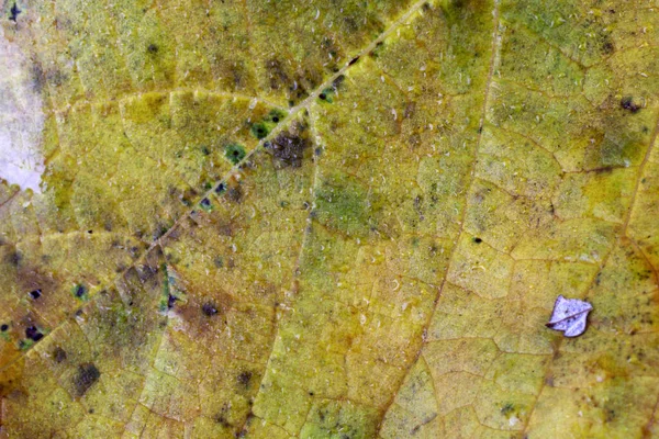 Primer Plano Las Hojas Brillantes Otoño — Foto de Stock