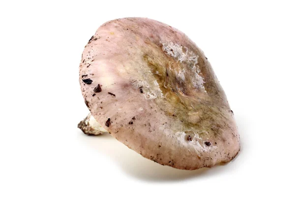Cogumelo Rosa Russula Isolado Branco — Fotografia de Stock