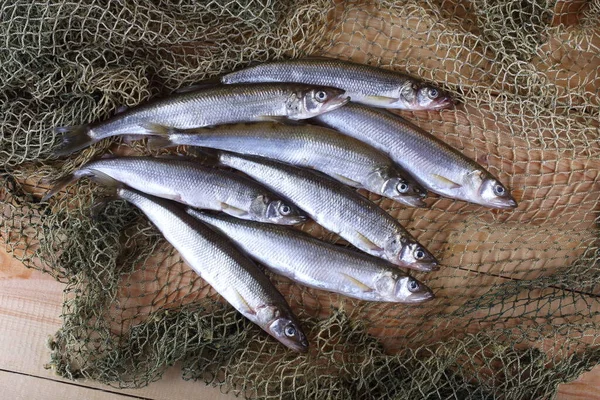 Smelt Fishes Net Pacific Smelt Variety — Stock Photo, Image