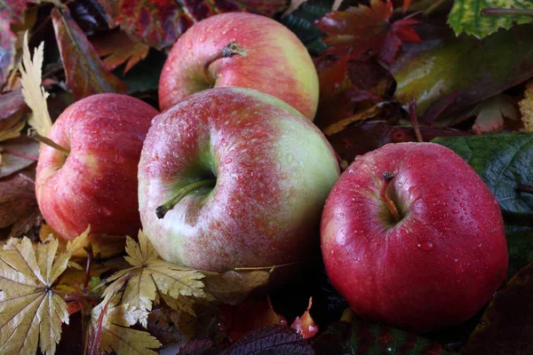Jabłka Jesiennych Liściach — Zdjęcie stockowe