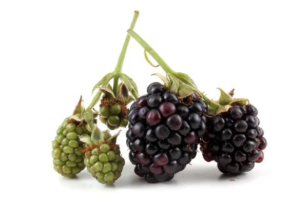 Fresh Blackberry Harvest Close — Stock Photo, Image