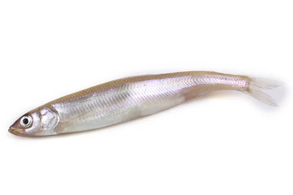 白に隔離されたアジアの匂いの魚 — ストック写真