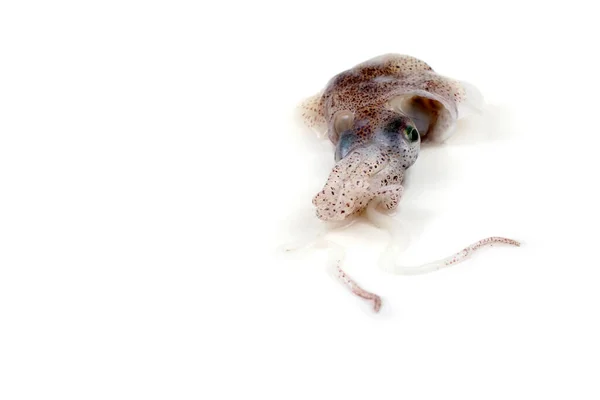 Little Cuttlefish Isolated White — Stock Photo, Image