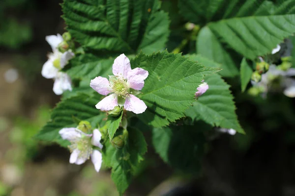 Blackberry Blossom Buds Flowers Unripe Berries — Stock Photo, Image