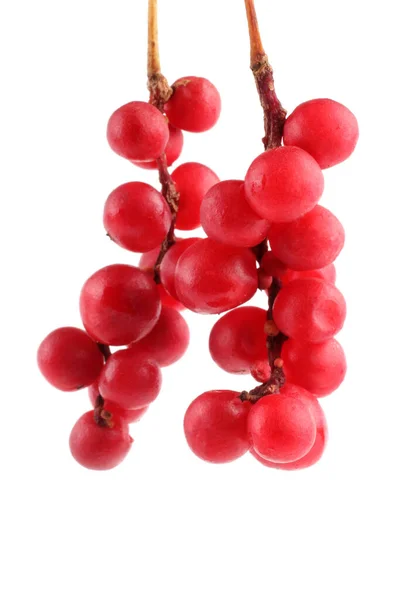 Schisandra Chinensis Geïsoleerd Wit — Stockfoto