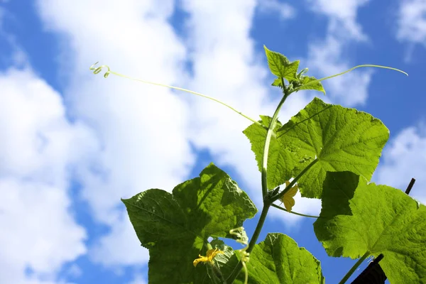 Growing Cucumber Sky — Stock Photo, Image