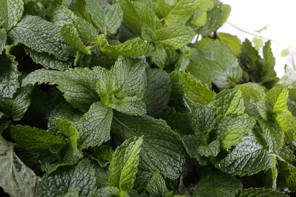 Mint Background Fresh Leaves — Stock Photo, Image