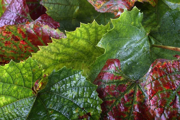 Close Autumn Leaves Textured Background — Stock Photo, Image