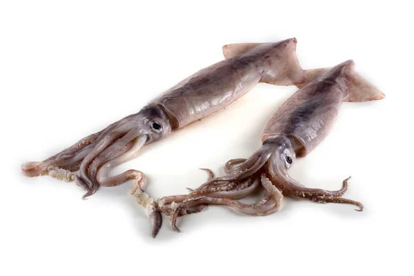 Calamares Aislados Blanco — Foto de Stock