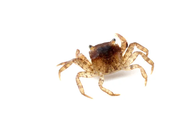 Kleine Krab Geïsoleerd Wit — Stockfoto