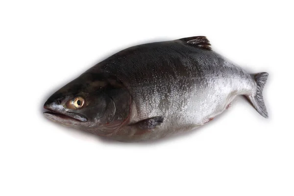 Zalm Geïsoleerd Wit — Stockfoto