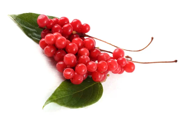 Schisandra Chinensis Liszt Gyümölcs Magnólia Bogyó Leveleken — Stock Fotó