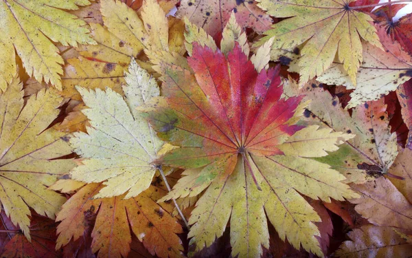 Nahaufnahme Von Herbstblättern Texturierter Hintergrund — Stockfoto