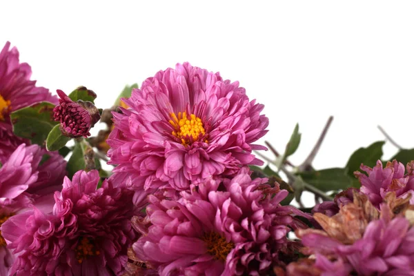 Nahaufnahme Von Erstaunlichen Blühenden Blumen — Stockfoto