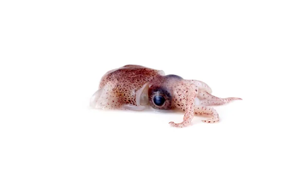 9,224 Baby Squid Royalty-Free Images, Stock Photos & Pictures