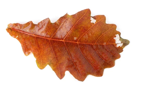 Foglie Quercia Autunno Isolato Sfondo Bianco — Foto Stock