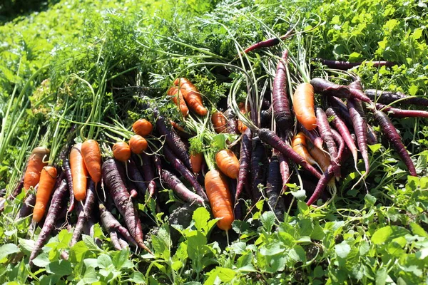 Zanahorias Zanahorias Violeta Inusual Cosecha — Foto de Stock