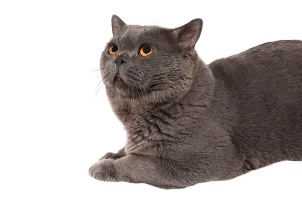 Britische Katze Isoliert Auf Weißem Hintergrund — Stockfoto