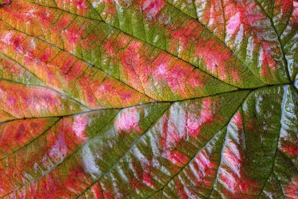 Primer Plano Las Hojas Otoño Fondo Texturizado — Foto de Stock