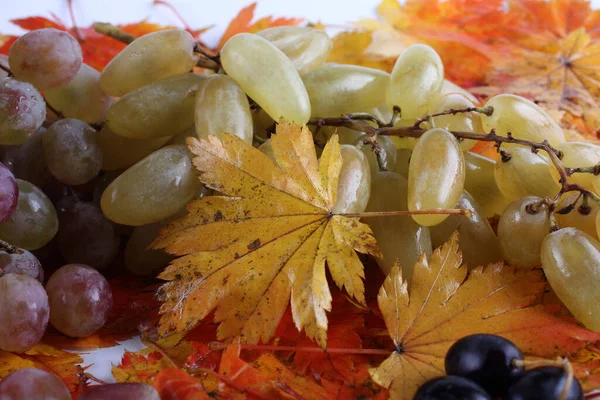 Raisin Sur Feuilles Automne — Photo