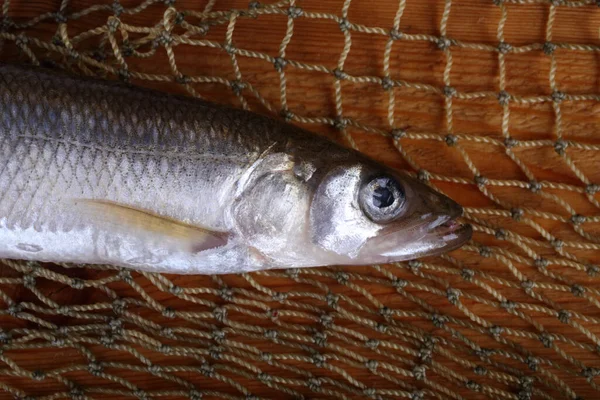 Poisson Parfumé Filet Osmère Mordax — Photo