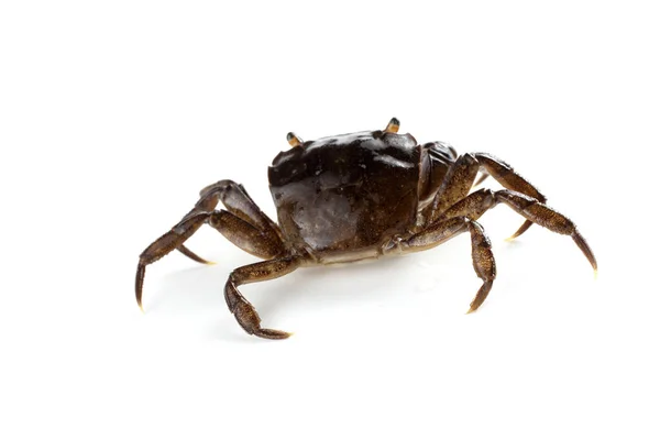 Kleine Krab Met Grote Klauwen — Stockfoto