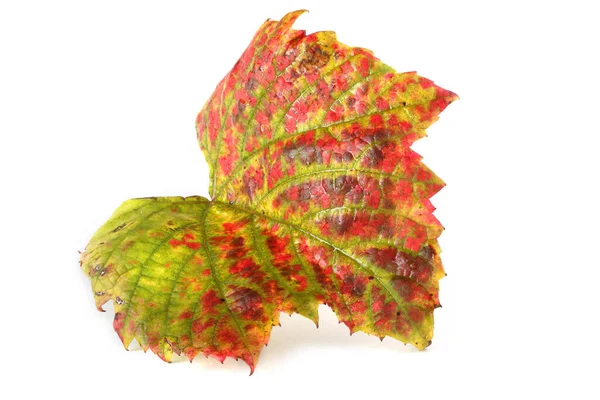 Jesienny Liść Winogron Białym Tle — Zdjęcie stockowe
