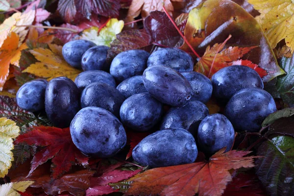 Fresh Plums Autumn Leaves Background — Stock Photo, Image