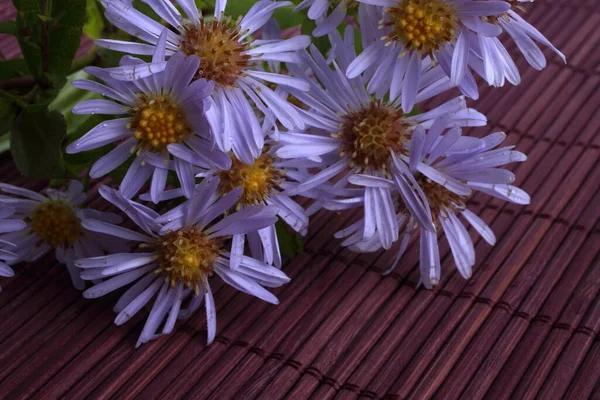 Primo Piano Incredibili Fiori Fiore — Foto Stock