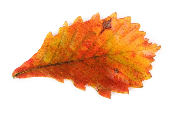 Herbst Eiche Blätter Isoliert Auf Weißem Hintergrund — Stockfoto