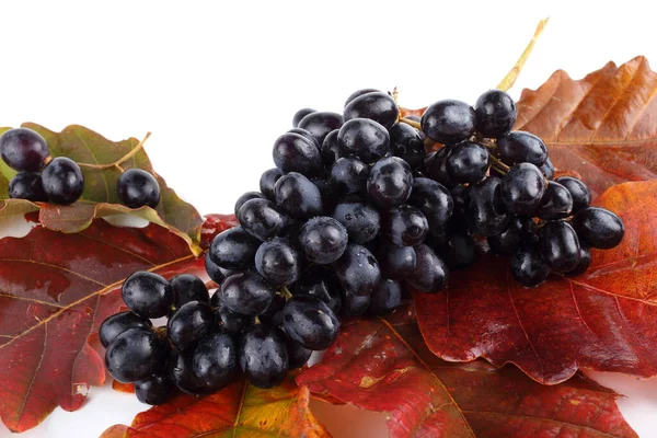 Bouquet Raisins Frais Sur Les Feuilles Automne Isolé Sur Blanc — Photo