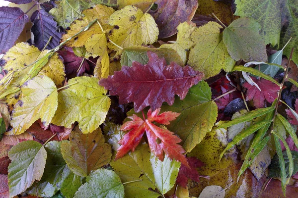 Primo Piano Foglie Cadute Autunno — Foto Stock