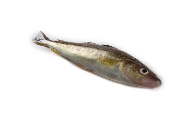 Safran Morina Balığı Beyazda Izole Edilmiş — Stok fotoğraf