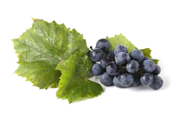 Wine Grape Leaves Isolated White — Stock Photo, Image