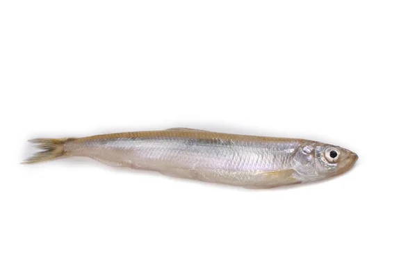 Azjatycka Ryba Wyizolowana Białym — Zdjęcie stockowe