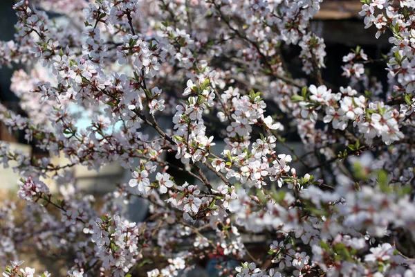 Nankin Fleur Cerisier Fleurs Printemps — Photo